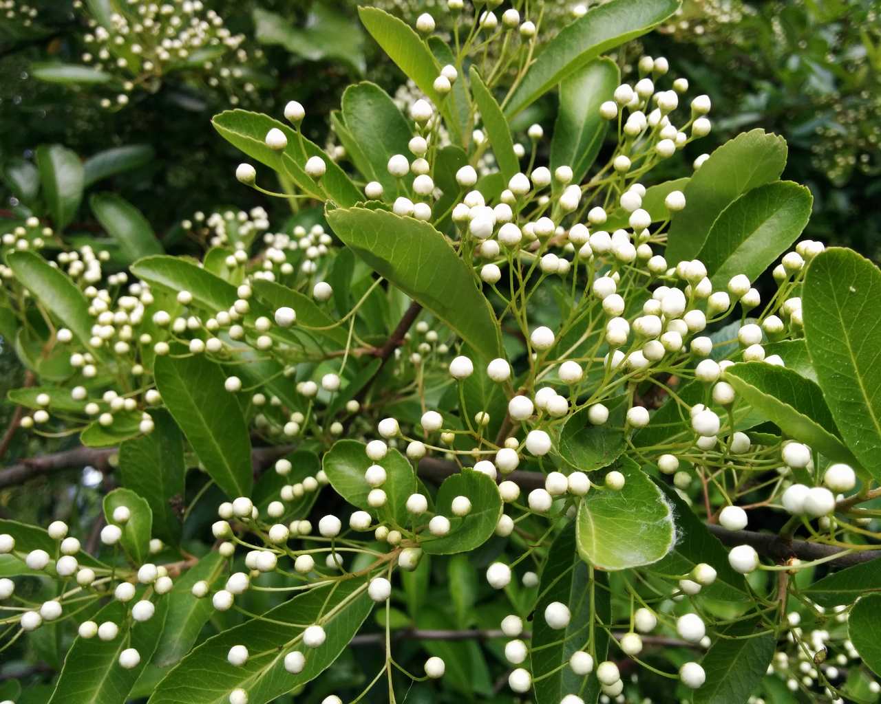 Pyracantha coccinea / Agazzino